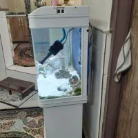 اکواریوم و ماهی|ماهی|قم, نیروگاه|دیوار