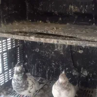 نرو ماده دهن جور|پرنده|شاهرود, |دیوار