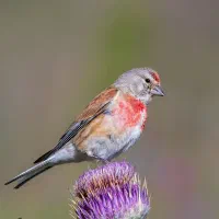 سهره سینه سرخ معاوضه