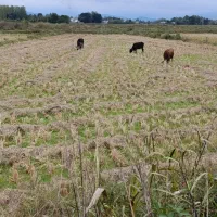 فروش-فوری-زمین-کشاورزی-در-آستانه-اشرفیه-چهارده