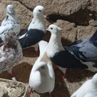 کبوتر