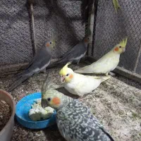 طوسی ۴ ماهه