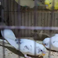 گرینچیک.عروس . خورشیدی.برزیلی.مرغ عشق|پرنده|محمدشهر, محمدشهر|دیوار