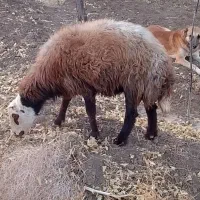 گوسفند|حیوانات مزرعه|بردسکن, |دیوار