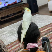 پرنده طوطی عروس هلندی گمشده