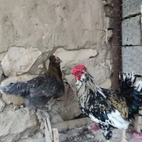 تخم مرغ نطفه دار گلین ریشی|حیوانات مزرعه|بهبهان, |دیوار