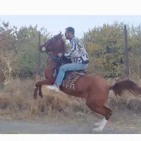 مادیان کورد 8 ساله زیبا و فول سواری