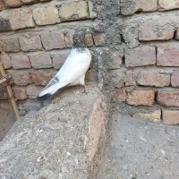 پاکستانی نر