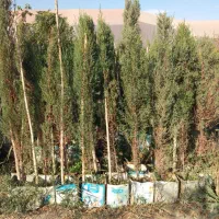 نهال انار|گل و گیاه طبیعی|ماهدشت, |دیوار