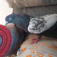 کبوتر ماده سینه قهوه ای
