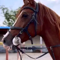 اسب|اسب و تجهیزات اسب‌سواری|مراغه, |دیوار