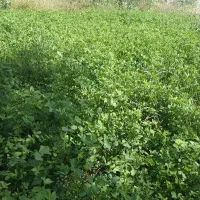 یونجه خرمن کوب شده وبسته بندی