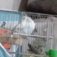 یک جفت مرغ عشق باقفس