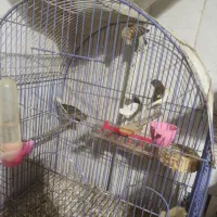 قناری جوجه نر