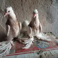 پرپا طوقی ۱۵ تا باهم فروشه