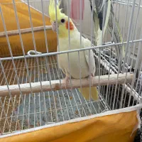 عروس هلندی