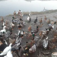 اردک پروازی و محلی|حیوانات مزرعه|رودبنه, |دیوار