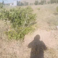 زمین باغی سیاسرد