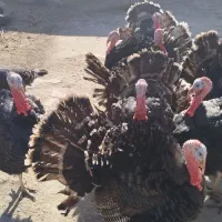 بوقلمون|حیوانات مزرعه|بناب, |دیوار