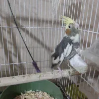 عروس هلندی|پرنده|قدس, شهر‌قدس|دیوار