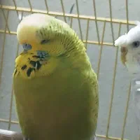 مرغ عشق انگلیسی گرید بالا  و پروانه ای