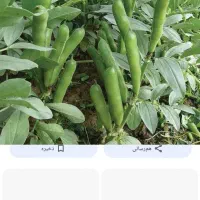 فروش باقلا سبز قیمت ۱۷