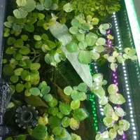 کاهو روآبی|ماهی|دزفول, |دیوار