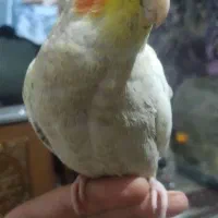 عروس هلندی نر 4 ماهه معاوضه و فروش|پرنده|تهران, مینابی|دیوار