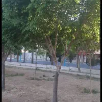 فروش زمین های اقبال لاهوری و میلاد|فروش زمین و ملک کلنگی|شاهین‌شهر, شهرک پردیس|دیوار