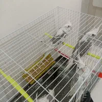 عروس هلندی دوکت آلبینو  مولد|پرنده|مشهد, امیریه|دیوار