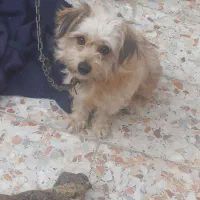 سگ ارمیه بخاطرکم جایی برافروش گزاشتم|سگ|کاشان, شهدا|دیوار