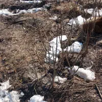 نهال گردو|خدمات باغبانی و درختکاری|سیلوانه, |دیوار