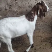 بز پاکستانی درجه یک