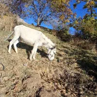 ۲خرجوان‌هردوعددسواری‌۲‌و۳ساله|حیوانات مزرعه|بروجرد, |دیوار