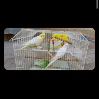 عروس هلندی