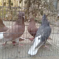 کبوتر دمسفید