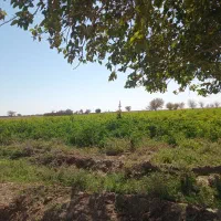 فروش فلفل قرمز و سبز تازه