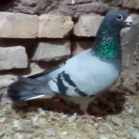 کبوتر درجه یک مفت|پرنده|بیرجند, |دیوار