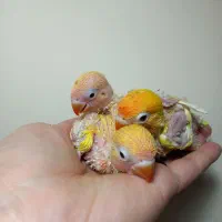 طوطی برزیلی عروس هلندی راهب گرینچیک خورشیدی سانچیک