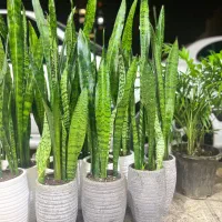 گل سانسوریا گل آپارتمانی|گل و گیاه طبیعی|کرج, گلشهر|دیوار