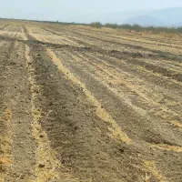 یک هکتارزمین کشاورزی چالانچولان