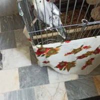 عروس هلندی|پرنده|کرج, شیخ آباد|دیوار