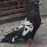 ۱۰ تا کبوتر پرشی صید سینه کله چپ سار ماده