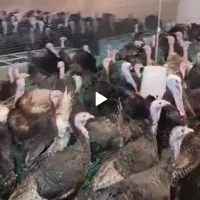 جوجه بوقلمون برنز و بوربون ۶ روزه|حیوانات مزرعه|مبارکه, |دیوار