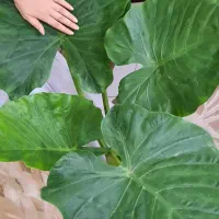 گل زیبای بابا آدم . بزرگ و پربرگ. یوکا . برگ عبایی|گل و گیاه طبیعی|فردیس, فردیس|دیوار