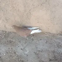 کبوتر پرشی|پرنده|سیروان, |دیوار