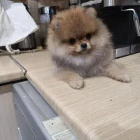 پامرانین دوسر خرسی|سگ|بندرعباس, |دیوار