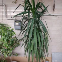 گل و گیاه|گل و گیاه طبیعی|فاضل آباد, |دیوار