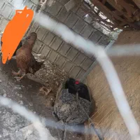 اردک تخم گذار مکان (وحدتیه)