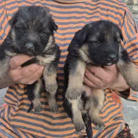 توله برای واگذاری|سگ|فردیس, قریشی|دیوار